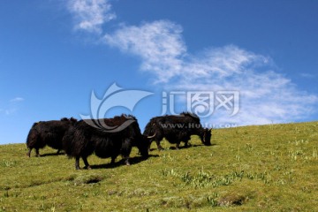 青海湖草原牦牛