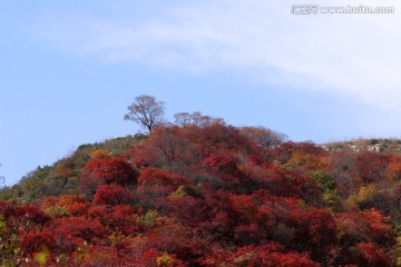 红叶