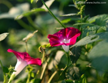 牵牛花