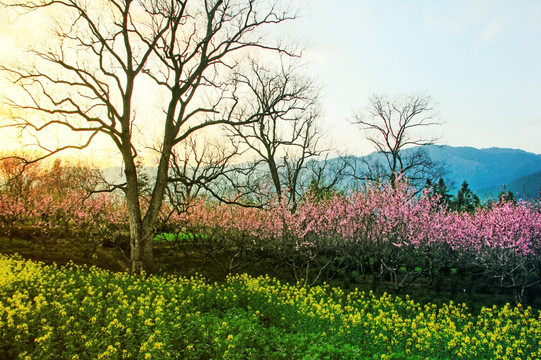 田园田野