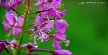 雨后野花水滴