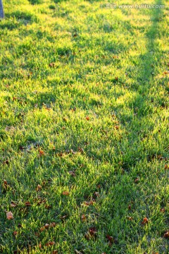 绿地 草坪