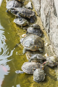 乌龟 放生池