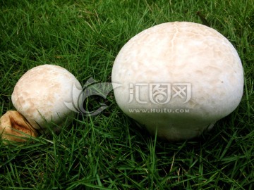 野蘑菇 菌类