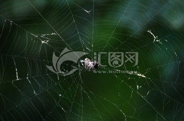 白粉黑头蜘蛛