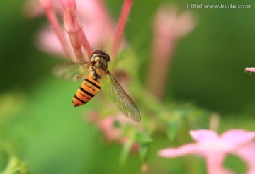 蜜蜂