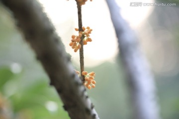 桂花树