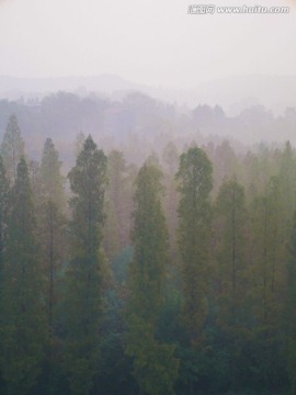 雾霾笼罩中的杉树林