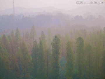 雾霾笼罩中的杉树林