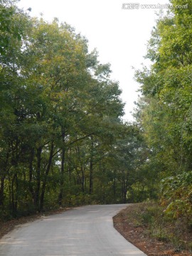 树林中的公路