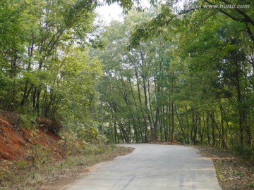 树林中的公路
