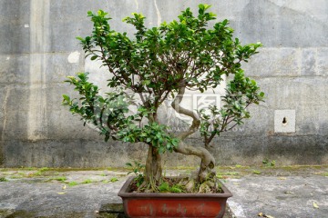 盆栽榕树