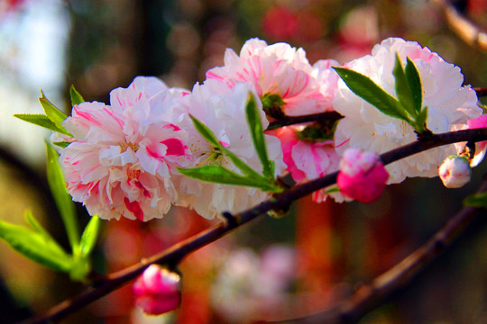 高清桃花 花蕊特写