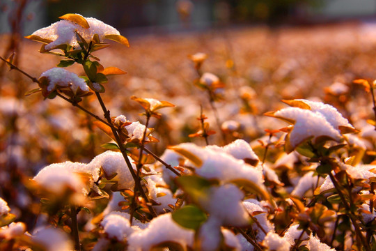 冰雪 积雪 雪花