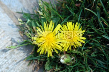 黄花 野花