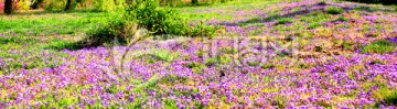 野花 紫花 草坪