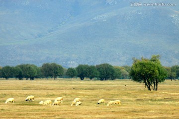秋季草原羊群