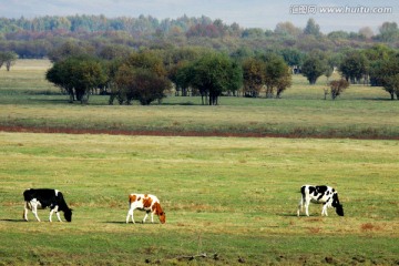 湿地牧场牛群