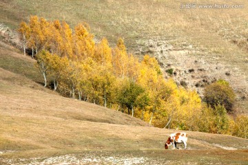 秋季白桦树与牛