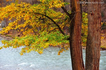 河边秋叶