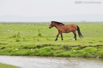 草原上奔跑的马