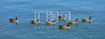 水中列队游泳的野禽