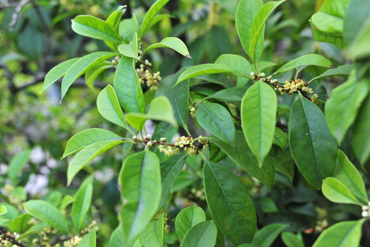 桂花 高清桂花