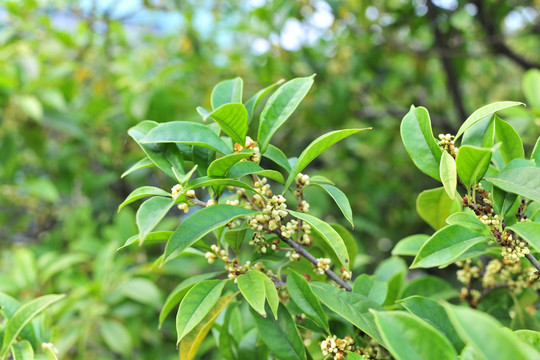 桂花 金桂