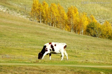 秋季白桦林与一头牛