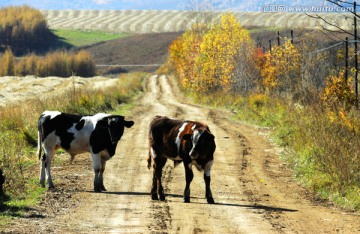 秋季乡村公路小牛