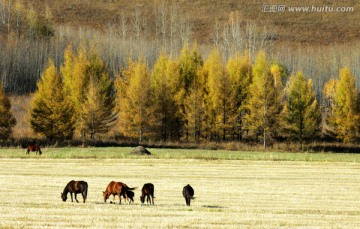 秋季森林农田与马群