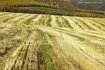 秋季收割后的麦田