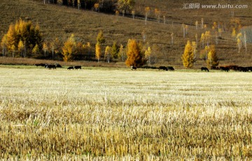 秋季收割后的田野与马群