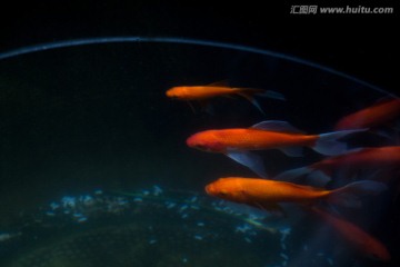 金鱼 水中的红鱼