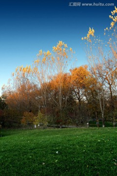 草坪 秋天 树木
