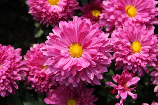 粉色菊花从