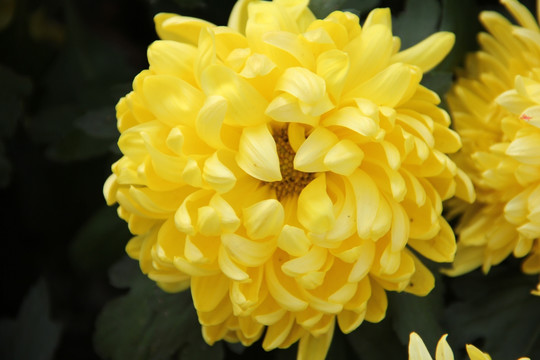 一朵金色菊花