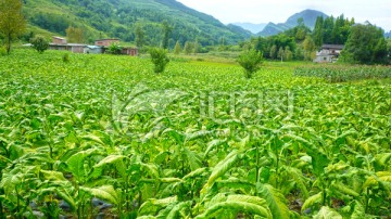 烤烟 兴隆 山村