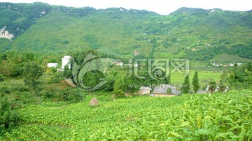 烤烟 兴隆 山村