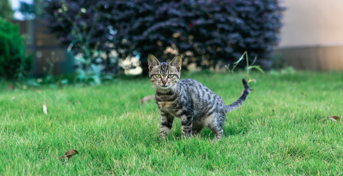 小花猫