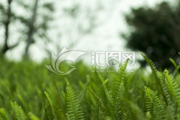 草丛