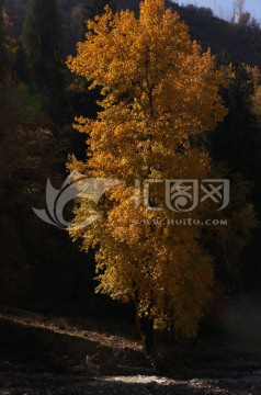 秋天的胡杨树