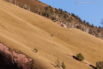 金黄色山坡上的白唇鹿 牧区