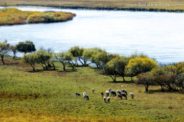 秋季湿地牧场牛群