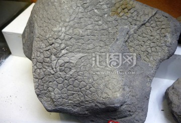 蜂巢珊瑚化石