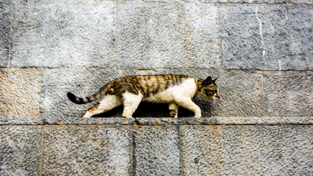 墙上的猫