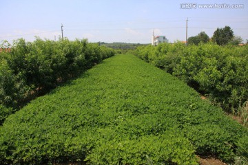 绿色田园