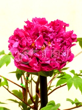 牡丹花