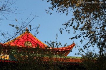 秋天 榆树 寺庙