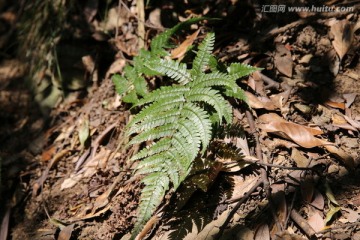 山蕨叶